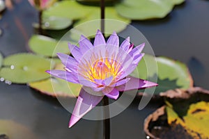 Water Lily/Lotus Flower