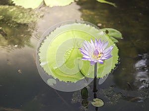 Water lily or Lotus flower in white and purple color in water.