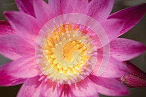 Water Lily Lotus flowers for nature Background
