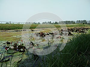 Water lily or lotus flowers pond, green meadow