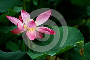 Water lily & lotus leaf