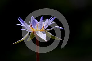 Water Lily Lotus Nymphaea lotus