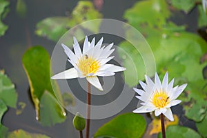 White water lily flower in pool