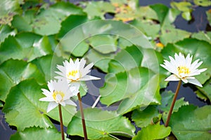 White water lily flower in pool