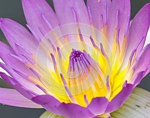Water lily macro