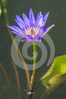 Water lily macro