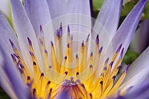 Water lily macro, Extreme macro of lotus flowers texture background