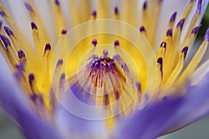 Water lily macro, Extreme macro of lotus flowers texture background