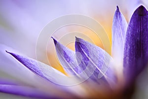 Water lily macro, Extreme macro of lotus flowers texture background