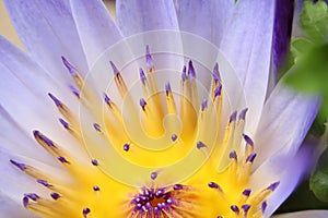 Water lily macro, Extreme macro of lotus flowers texture background