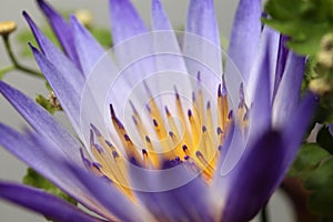 Water lily macro, Extreme macro of lotus flowers texture background