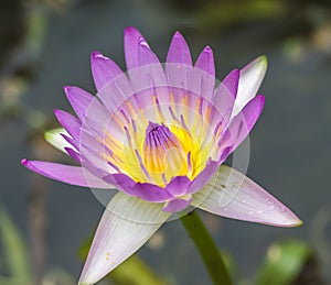 Water lily macro