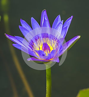 Water lily macro