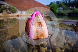 Water lily macro image in a beautiful pond