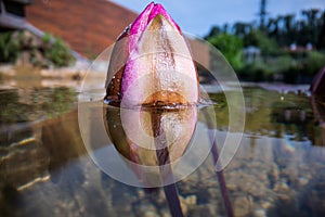 Water lily macro image in a beautiful pond