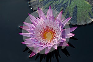 Water lily with many purple and yellow petals - perfect for background