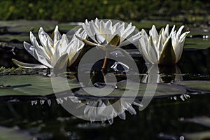 Water lily, the most beautiful flowery appearance on the dividing line between water and sky.