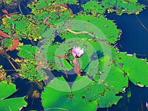 Water lily the national symbol of Bangladesh