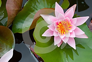 Water lily - nenuphar