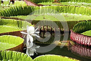 Water-lily, Nenuphar