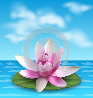 Water Lily, Nenuphar, Spatter-dock, Pink Lotus on Green Leaf. Flower Exotic