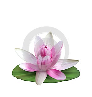 Water Lily, Nenuphar, Spatter-dock, Pink Lotus on Green Leaf. Flower Isolated