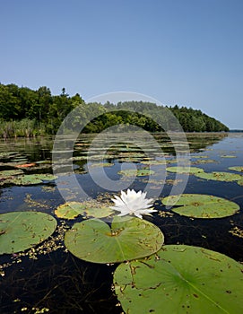 Water Lily on Northern Lake