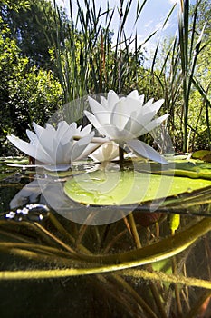 Water lily nuphar lutea Underwater shot