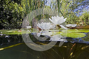 Water lily nuphar lutea Underwater shot photo