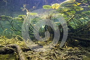 Water lily nuphar lutea Underwater shot photo