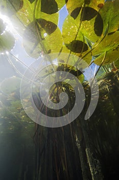 Water lily nuphar lutea Underwater shot, Underwater landscape