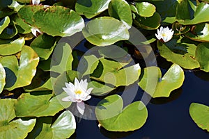 Water lily nymphaea alba