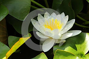 Water lily Nymphaea alba