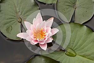 Water lily Nymphaea alba. KIT Karlsruhe, Germany