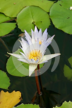 a Water lily or Nymphaea Attraction close up