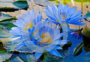 Water Lily nymphaea blue flowers