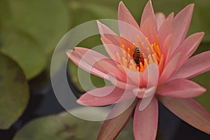 Water Lily or Nymphaea, Hadshi, Pune Maharashtra,