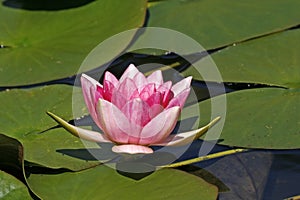 Water-lily, Nymphaea-Hybrid