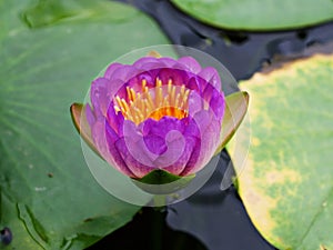 Water lily Nymphaea Nelumbo nucifera