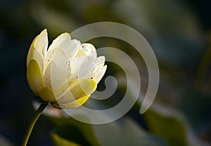 Water Lily (Nymphaea Odorata) Bud - Horizontal