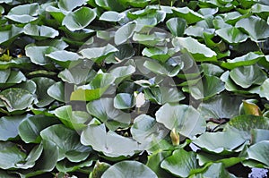 Water lily Nymphaea plant leaves