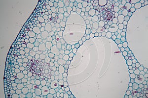 Water lily nymphaea stem under the microscope