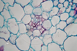 Water lily nymphaea stem under the microscope