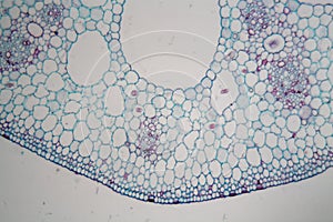 Water lily nymphaea stem under the microscope