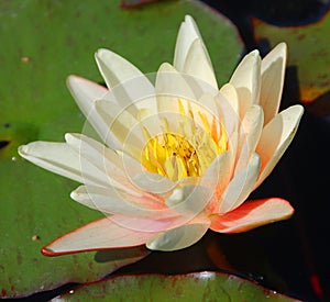 Water lily. Nymphaeaceae