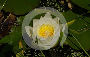 Water Lily Nymphaeaceae