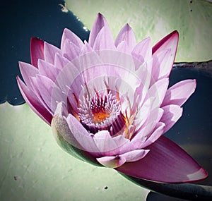 Water Lily `Nymphaeaceae`