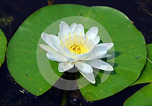 Water lily. Nymphaeaceae