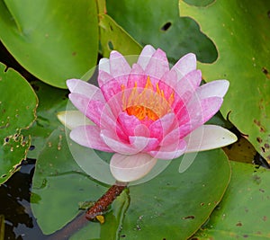 Water lily. Nymphaeaceae