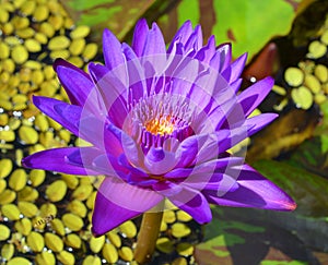 Water lily. Nymphaeaceae